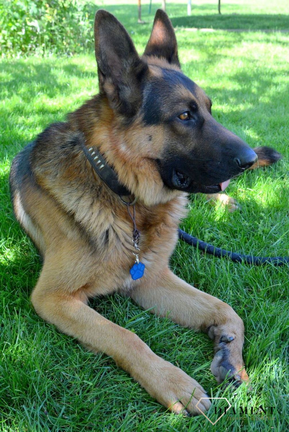 Blaszka dla pupila łapka psa 3,5 cm z miejscem na grawer Łapka psa blue L. Blaszka w formie adresówki, identyfikatora dla psa. Blaszka z miejscem na grawer. Na adresówce możemy wygrawerować np. imię psa i nr telefonu do właści.jpg